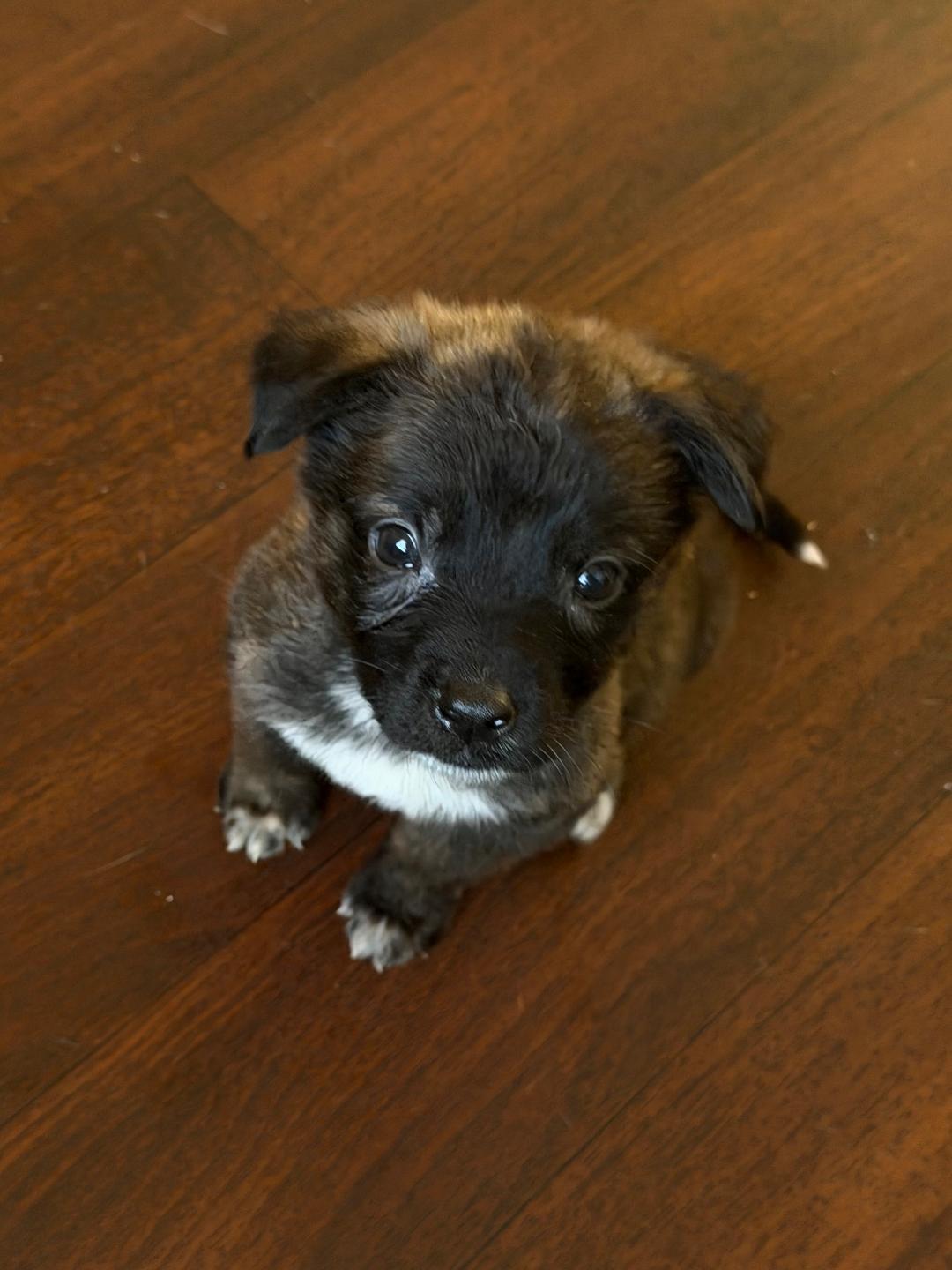Enlarge Pico - Shepherd litter, a Adoptable mixed breed in Los Angeles, CA image 2/5
