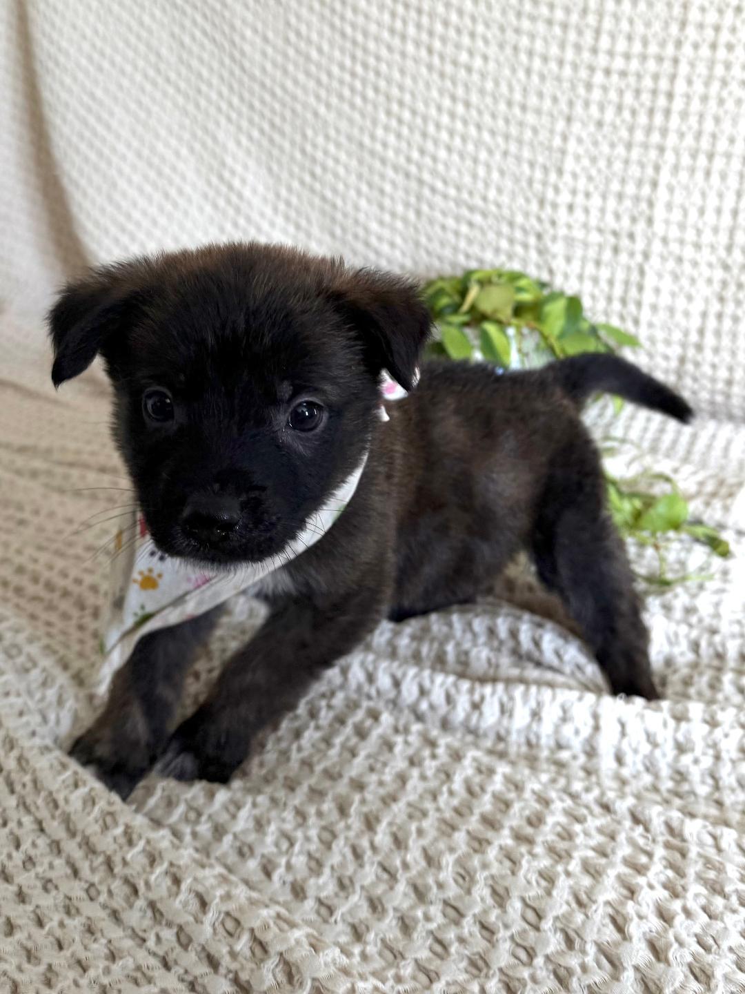 Enlarge Pico - Shepherd litter, a Adoptable mixed breed in Los Angeles, CA image 3/5