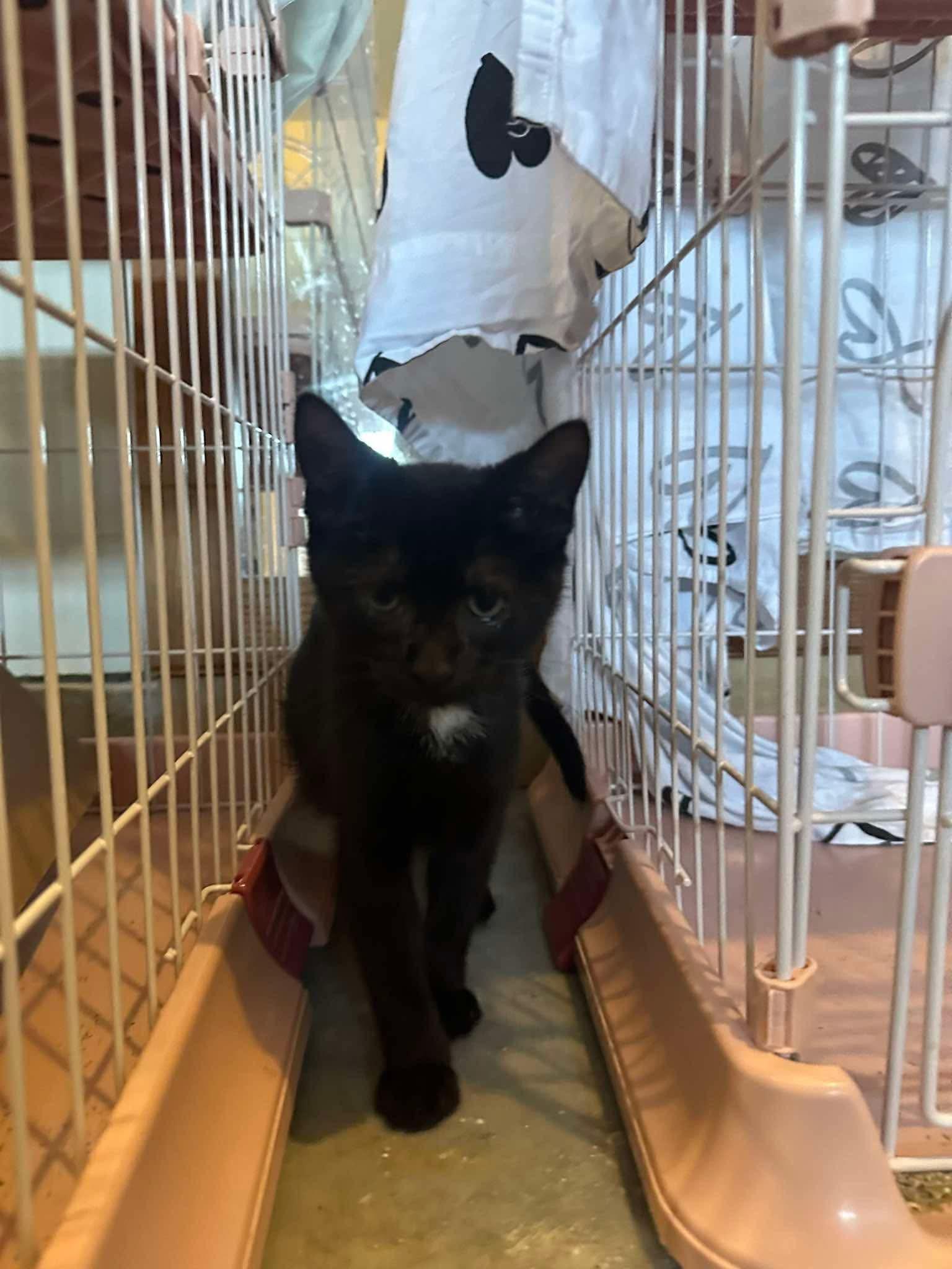 Enlarge Jones, a ADOPTABLE Domestic Short Hair in Reading, PA image 1/2