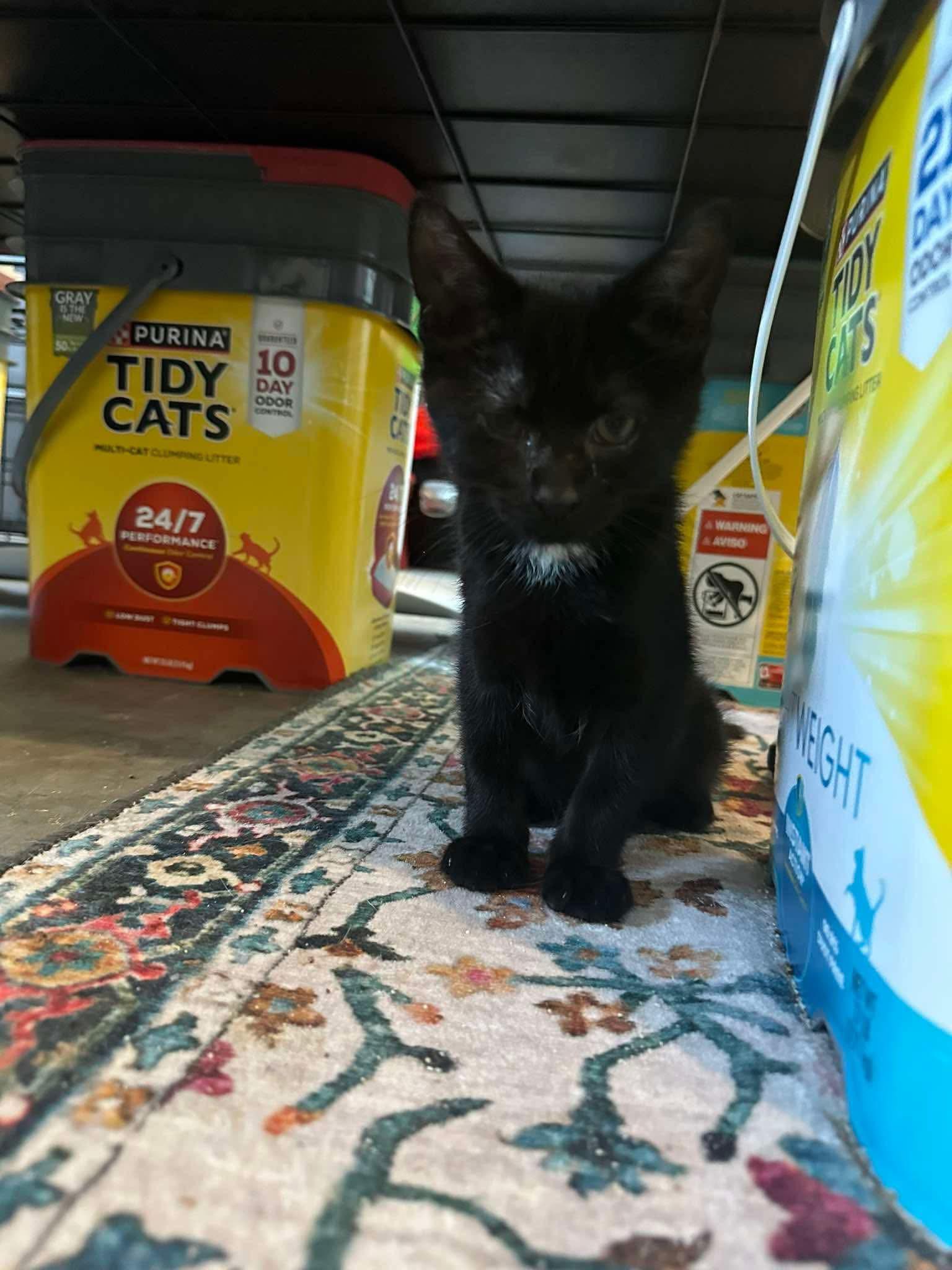 Enlarge Jones, a ADOPTABLE Domestic Short Hair in Reading, PA image 2/2