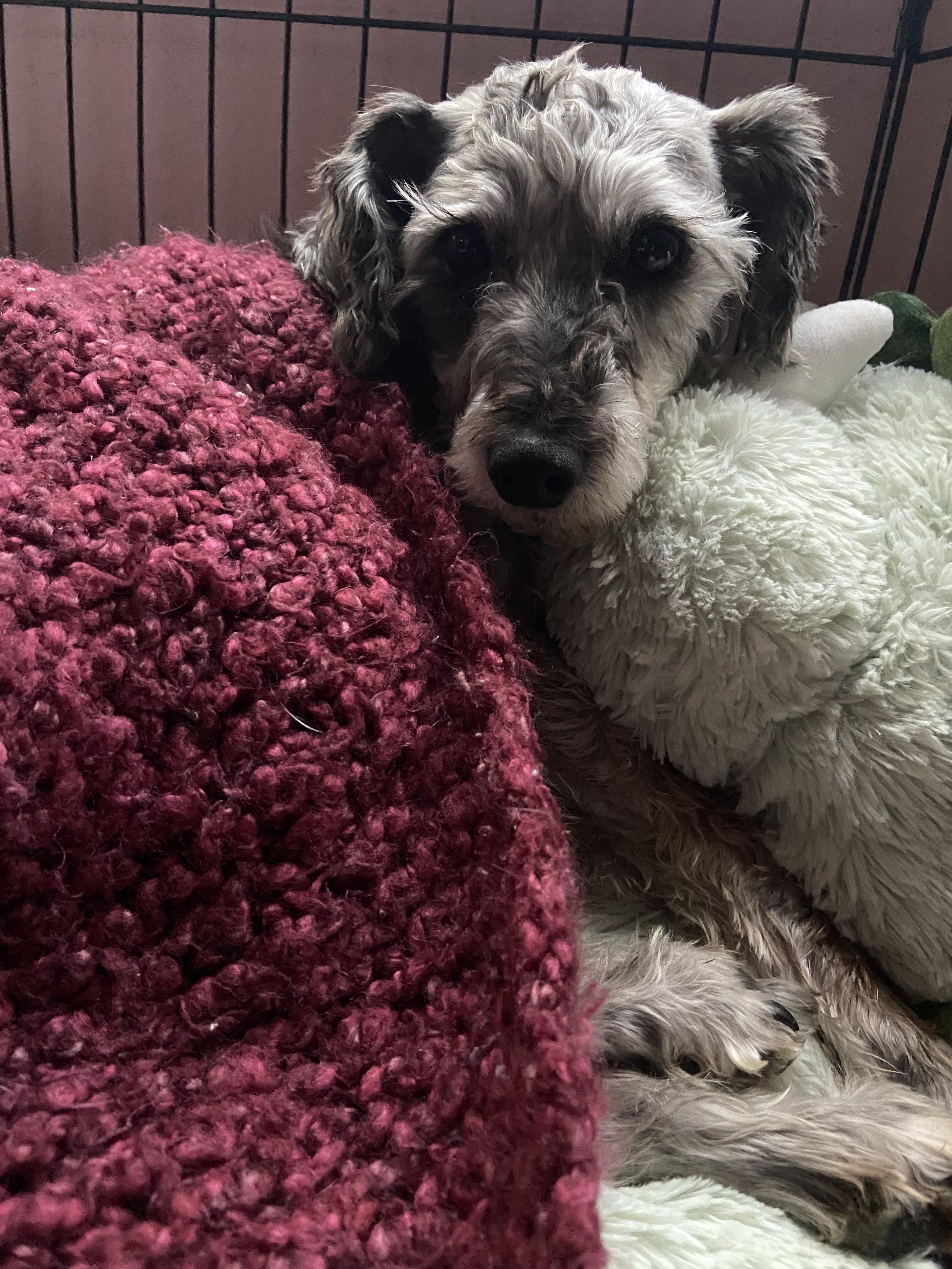 Herme, an adoptable Schnoodle in Calgary, AB, T3E 7R3 | Photo Image 2