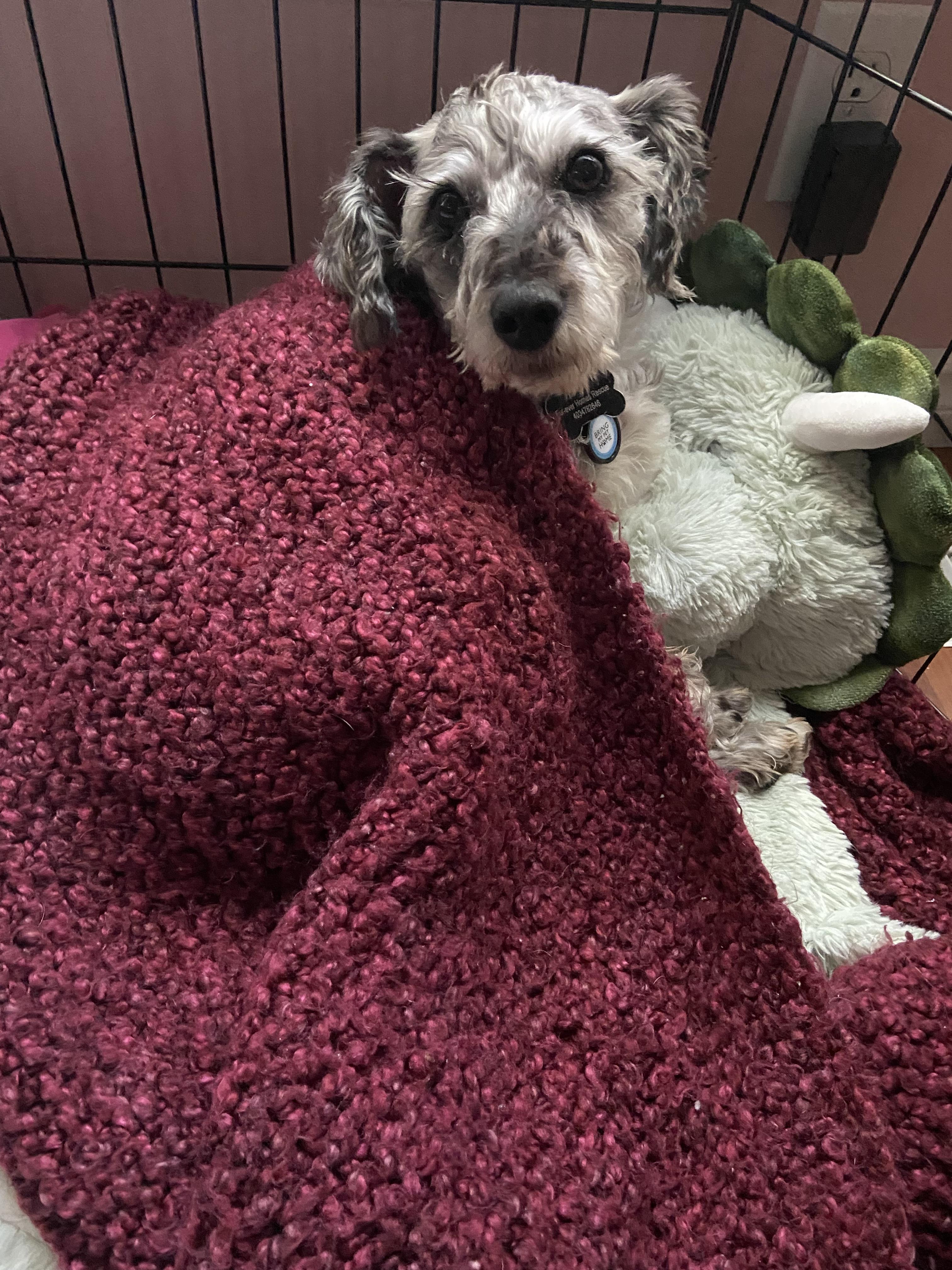 Herme, an adoptable Schnoodle in Calgary, AB, T3E 7R3 | Photo Image 4