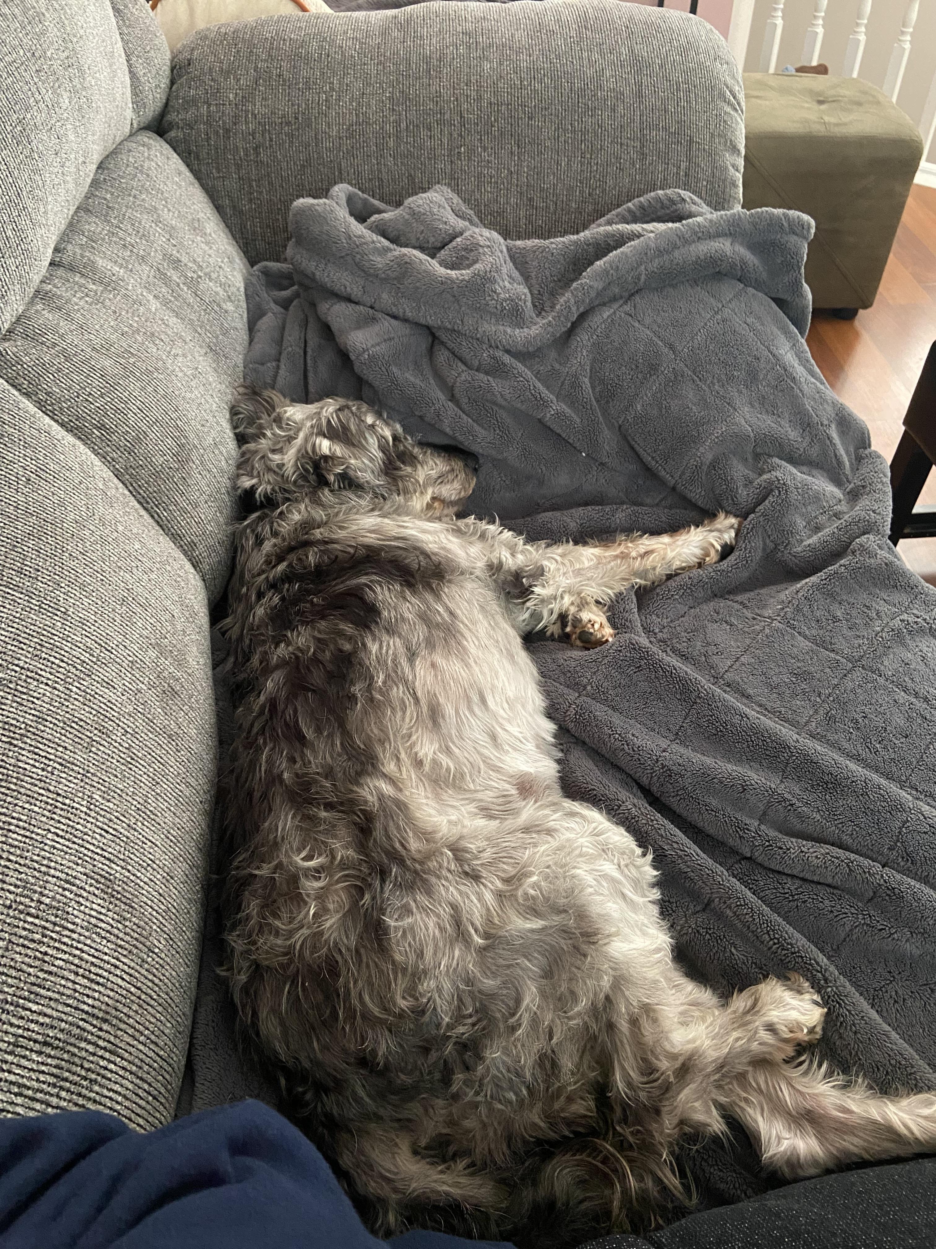 Herme, an adoptable Schnoodle in Calgary, AB, T3E 7R3 | Photo Image 3