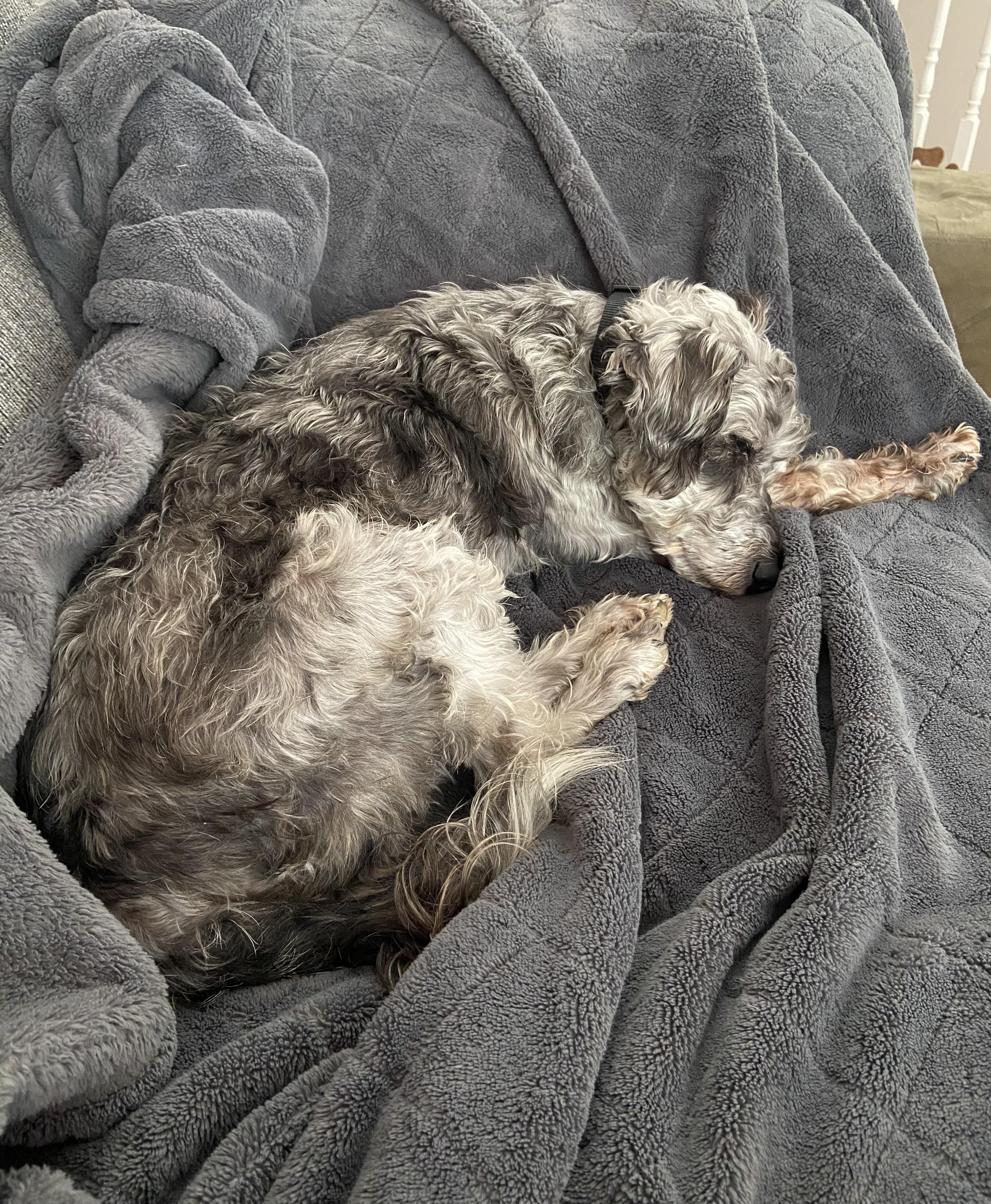 Herme, an adoptable Schnoodle in Calgary, AB, T3E 7R3 | Photo Image 5
