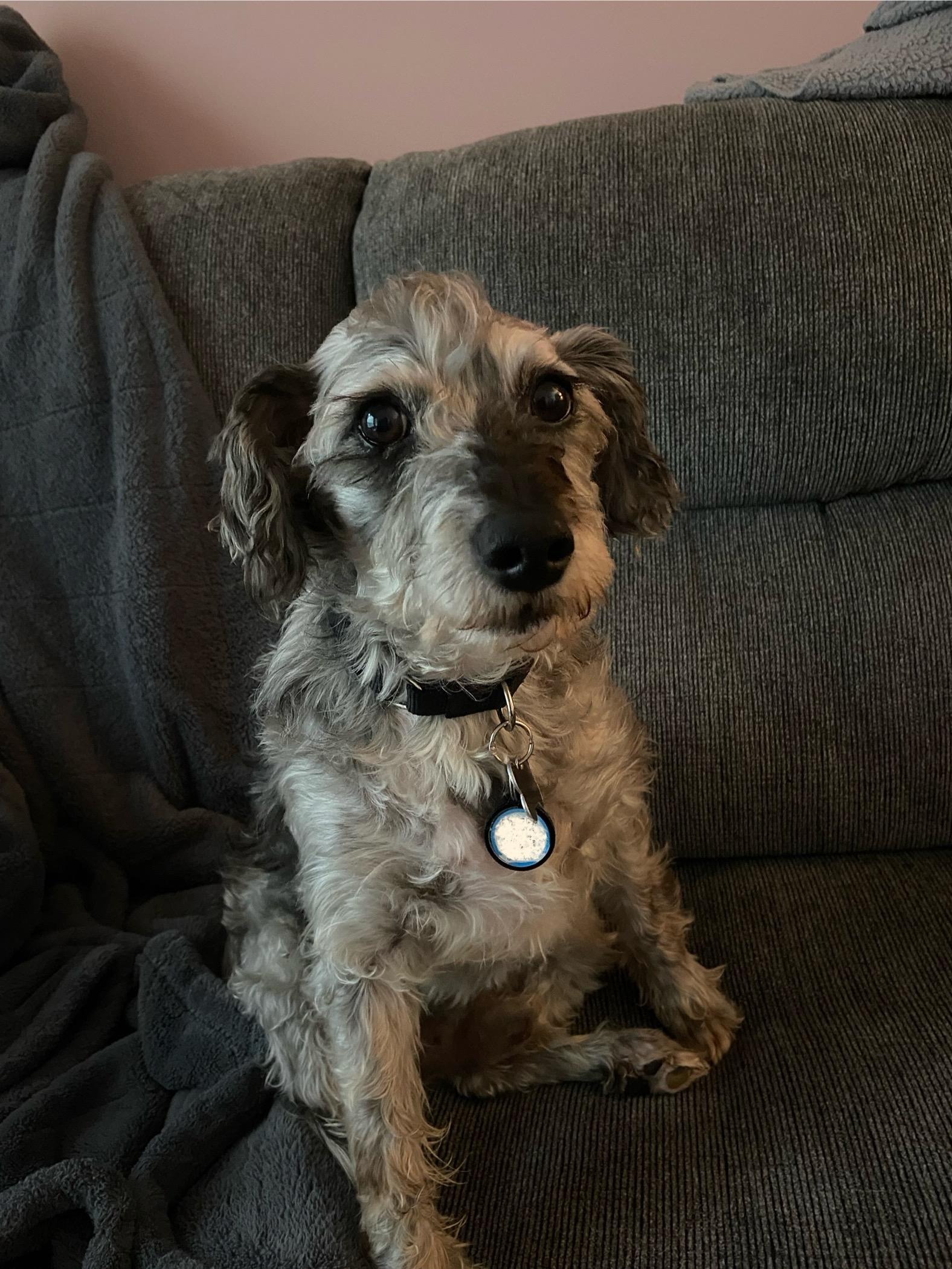 Herme, an adoptable Schnoodle in Calgary, AB, T3E 7R3 | Photo Image 1