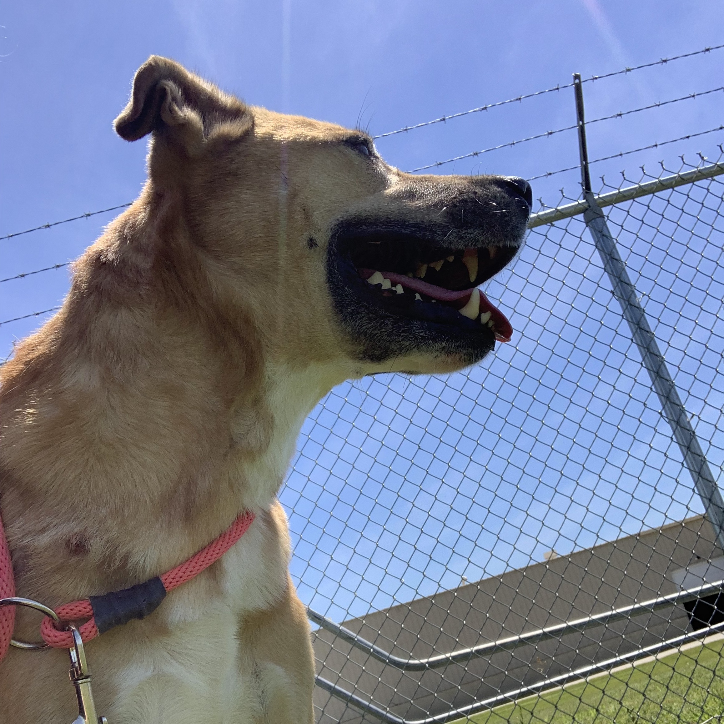 Jax (Pepper Jax)
