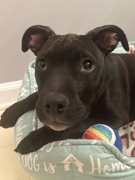 Tina, Baby Female Terrier