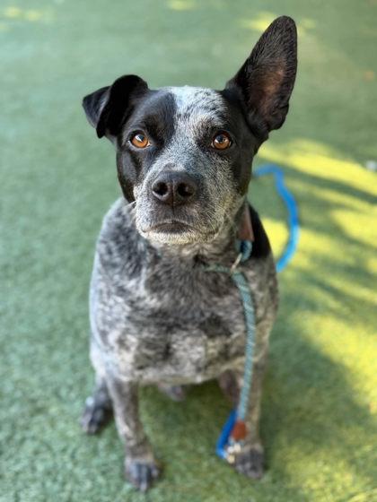 Enlarge Fix-It Felix, a Adoptable mixed breed in Roseville, CA image 1/3