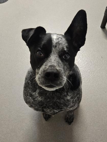 Enlarge Fix-It Felix, a Adoptable mixed breed in Roseville, CA image 2/3