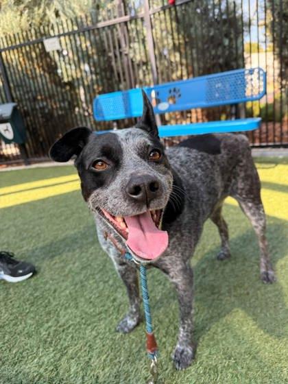 Enlarge Fix-It Felix, a Adoptable mixed breed in Roseville, CA image 3/3
