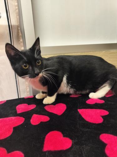 T-Rex — thumbnail 2