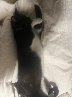 T-Rex — thumbnail 3