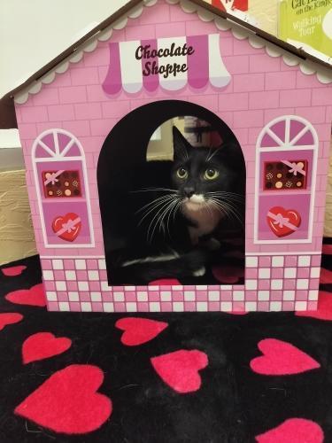 T-Rex — thumbnail 4