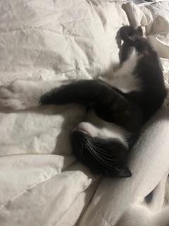 T-Rex — thumbnail 6