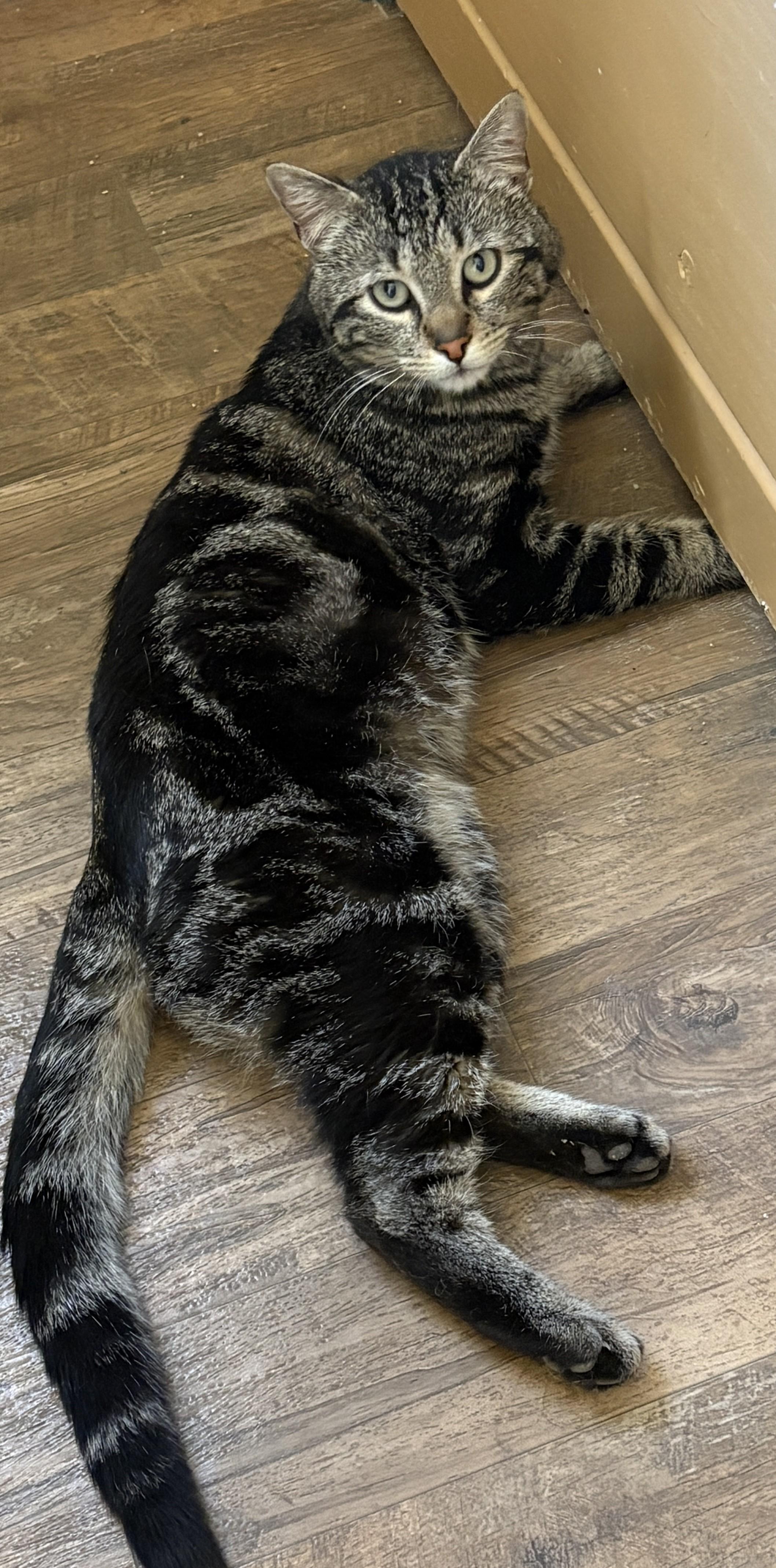 Enlarge WINSTON, an adopted Tabby in Prescott, AZ image 5/5