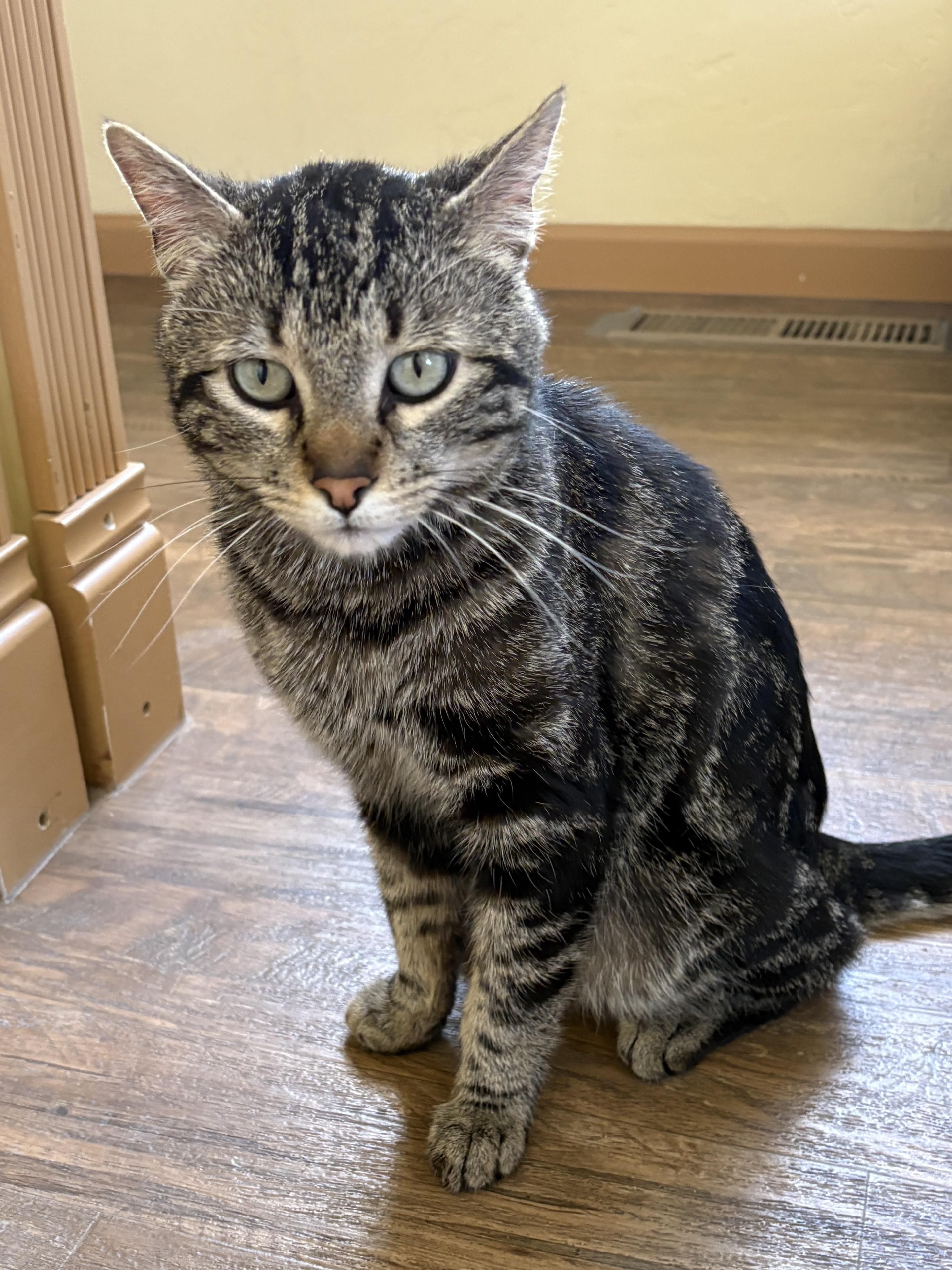 Enlarge WINSTON, an adopted Tabby in Prescott, AZ image 1/5