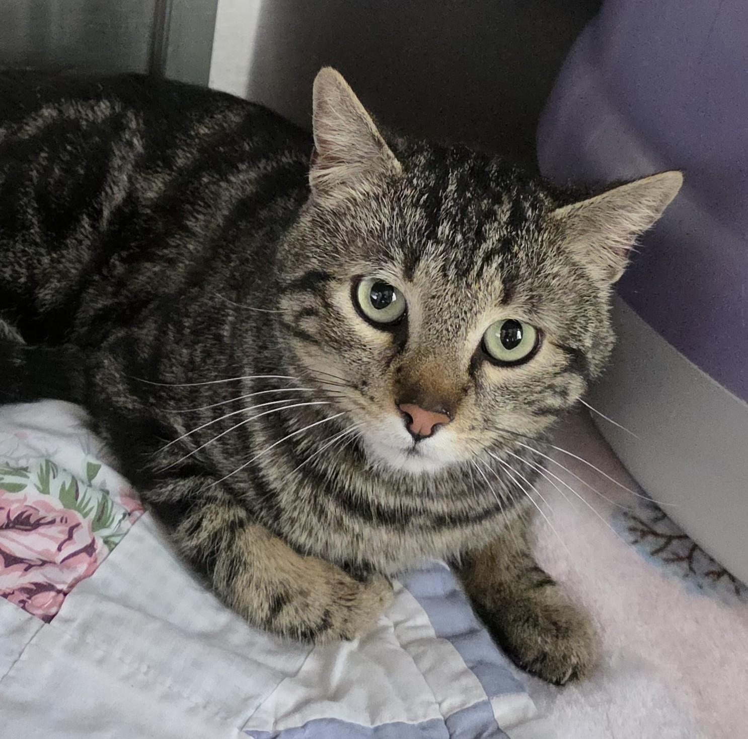 Enlarge WINSTON, an adopted Tabby in Prescott, AZ image 2/5