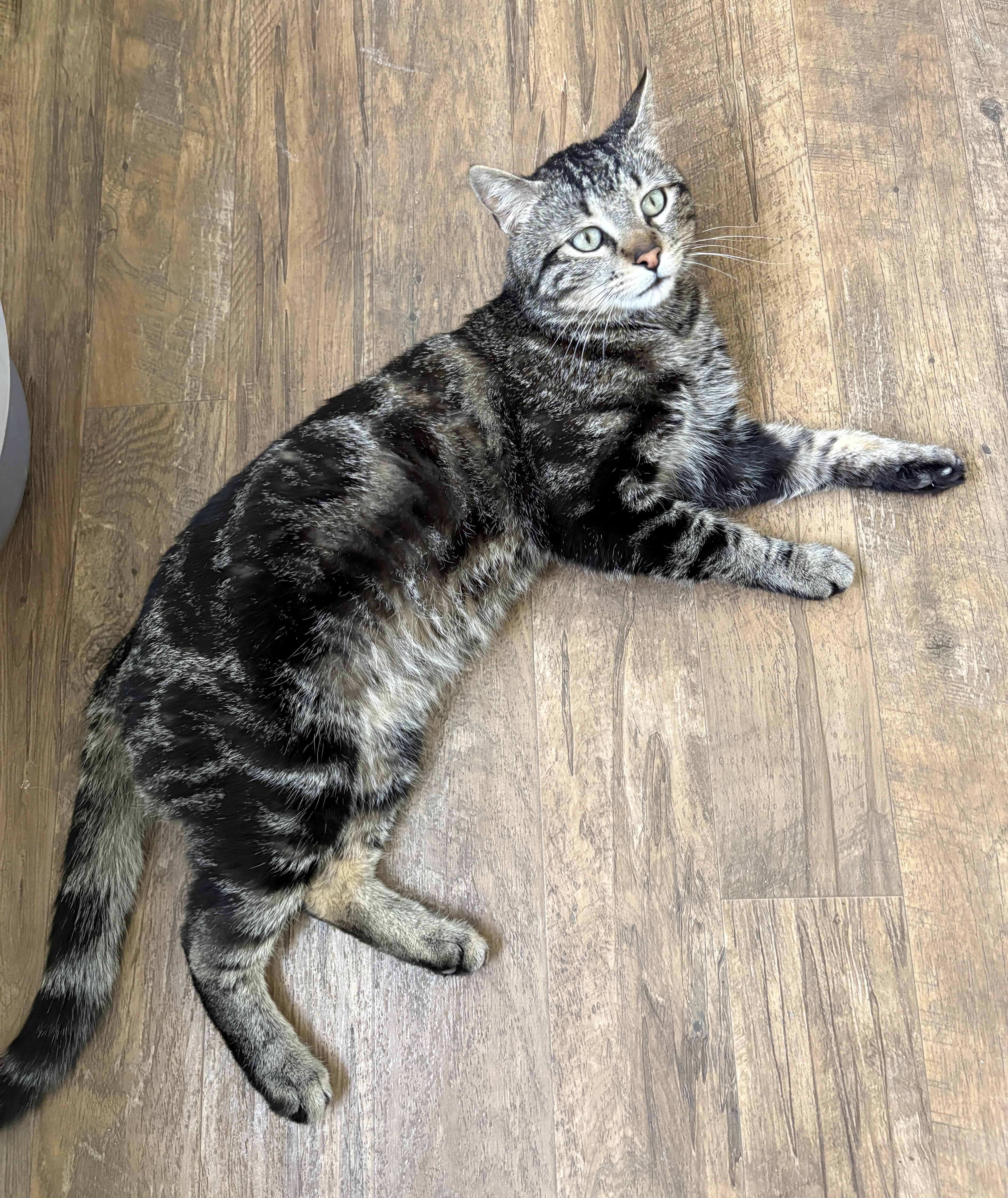 Enlarge WINSTON, an adopted Tabby in Prescott, AZ image 4/5