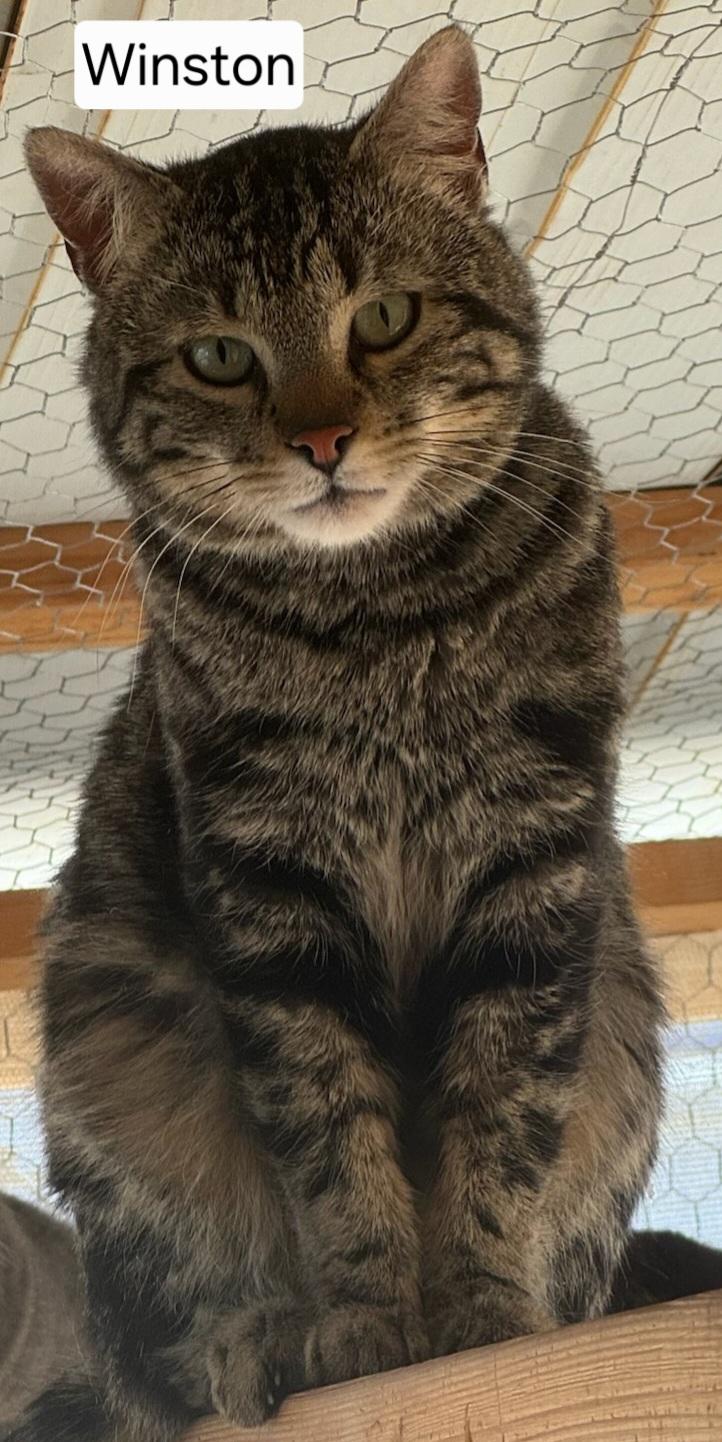 Enlarge WINSTON, an adopted Tabby in Prescott, AZ image 3/5