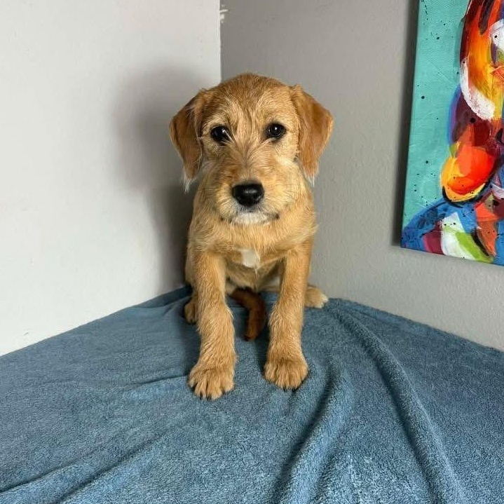 Enlarge  Brownie , an adopted mixed breed in Lubbock, TX image 2/2