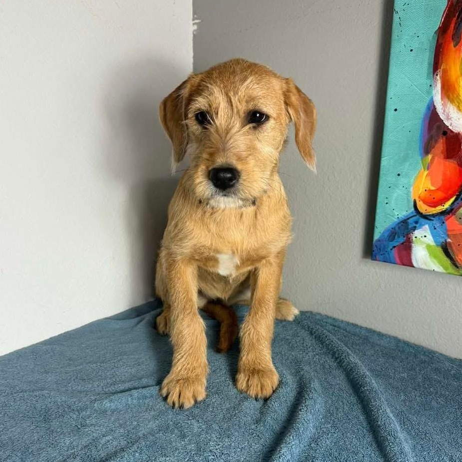 Enlarge  Brownie , an adopted mixed breed in Lubbock, TX image 1/2