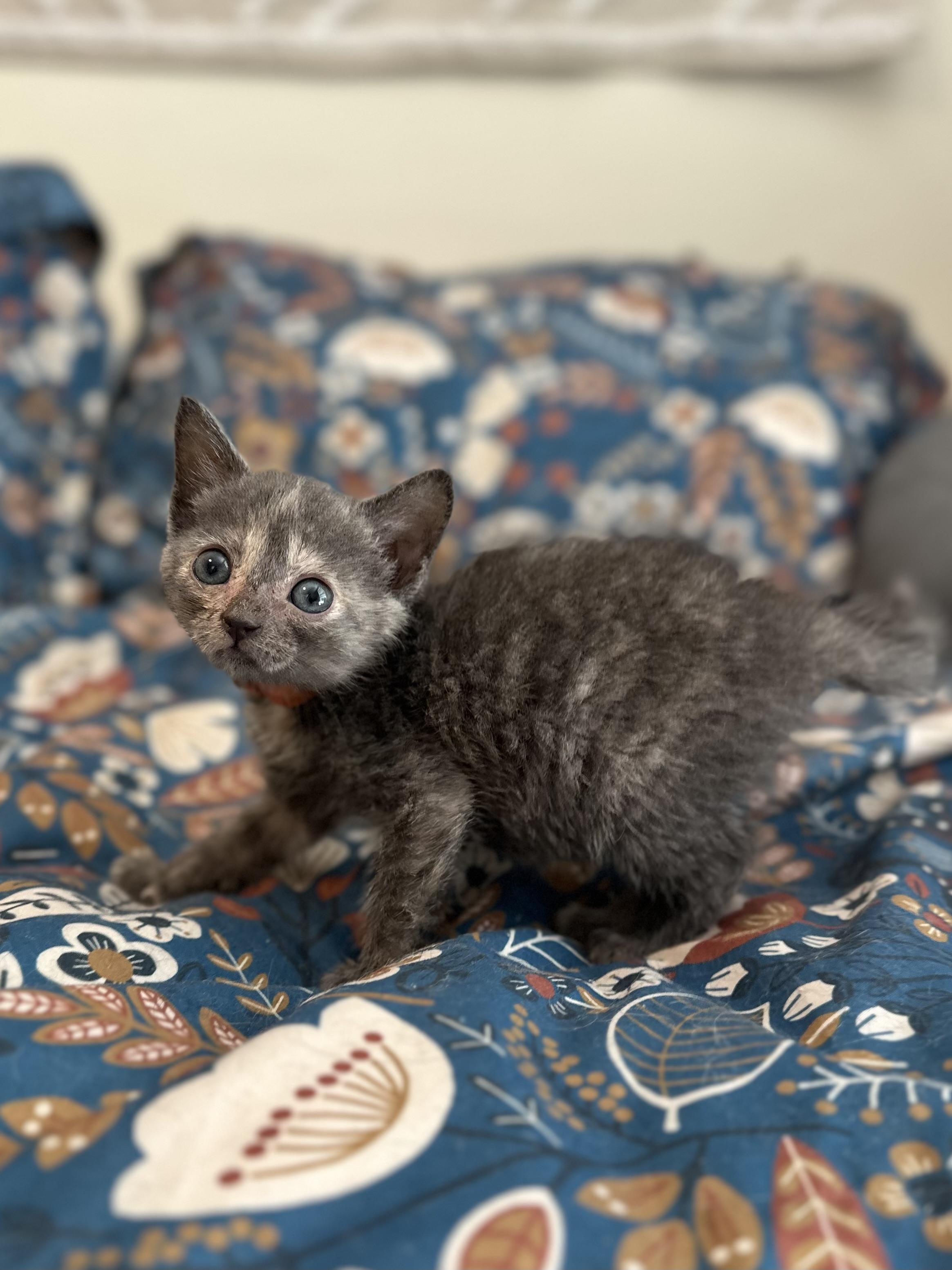 Enlarge Meadow, a Adoptable Domestic Short Hair in Suffolk, VA image 4/6