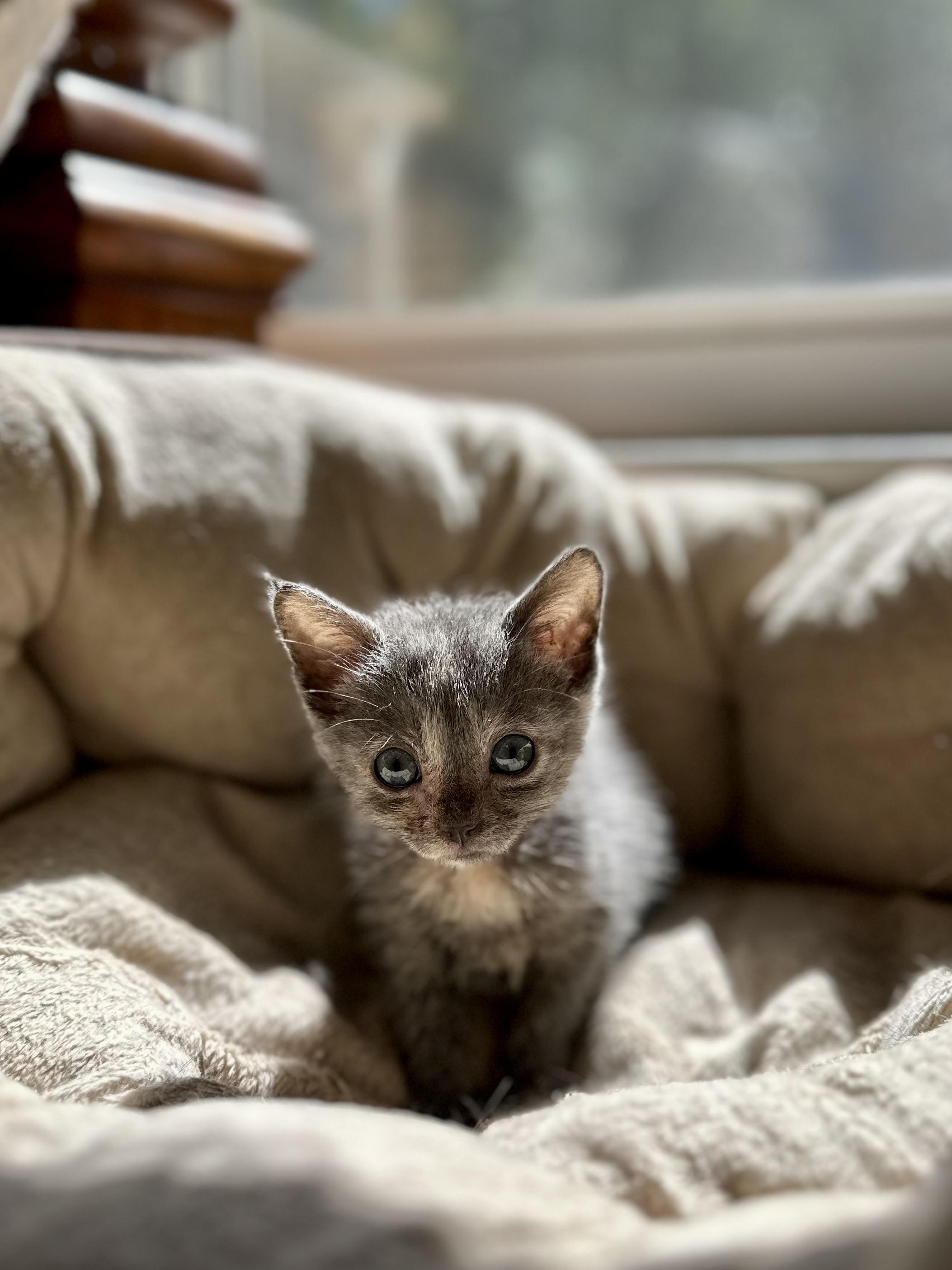 Enlarge Meadow, a Adoptable Domestic Short Hair in Suffolk, VA image 3/6