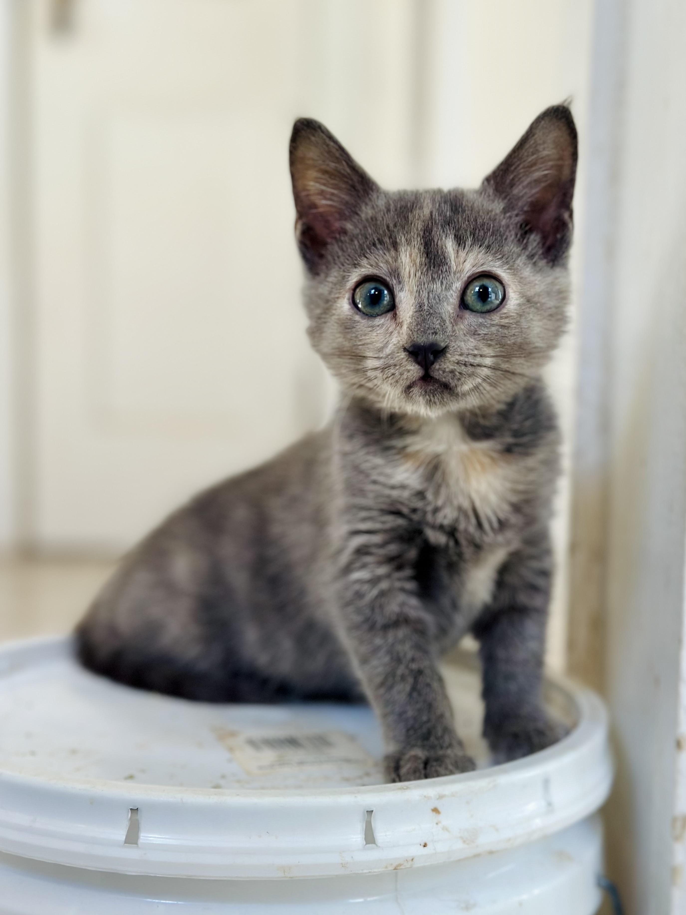 Enlarge Meadow, a Adoptable Domestic Short Hair in Suffolk, VA image 1/6