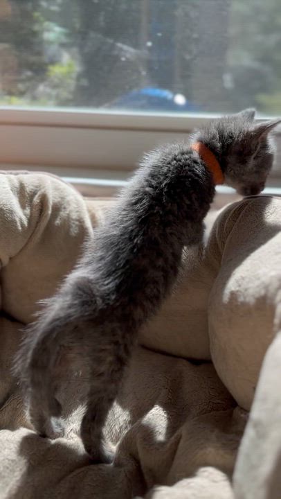 Enlarge Meadow, a Adoptable Domestic Short Hair in Suffolk, VA video 5/6