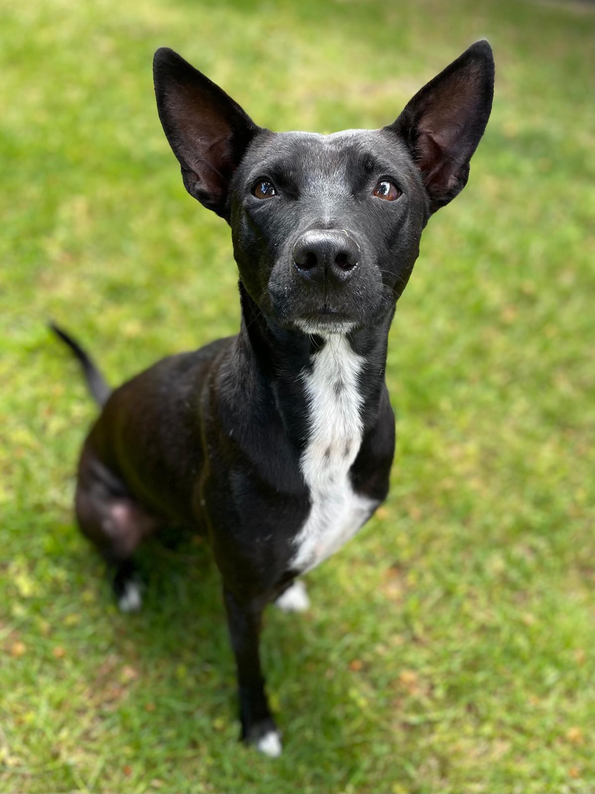 Layla, a Adopted mixed breed in North Vancouver, BC image 2/4