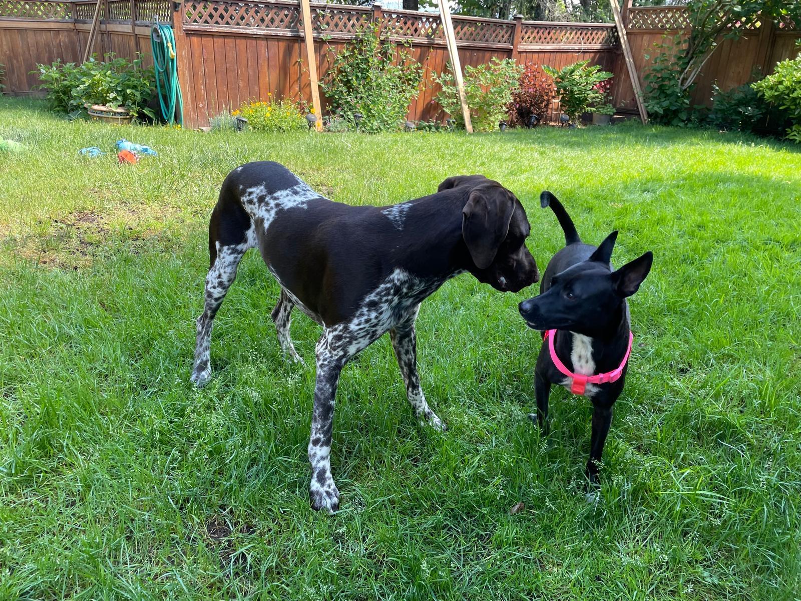 Layla, a Adopted mixed breed in North Vancouver, BC image 3/4