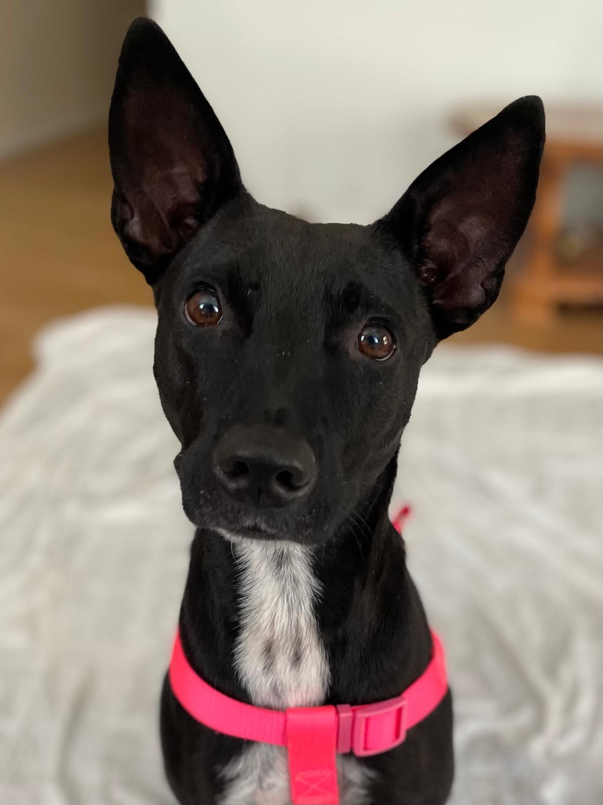 Layla, a Adopted mixed breed in North Vancouver, BC image 1/4