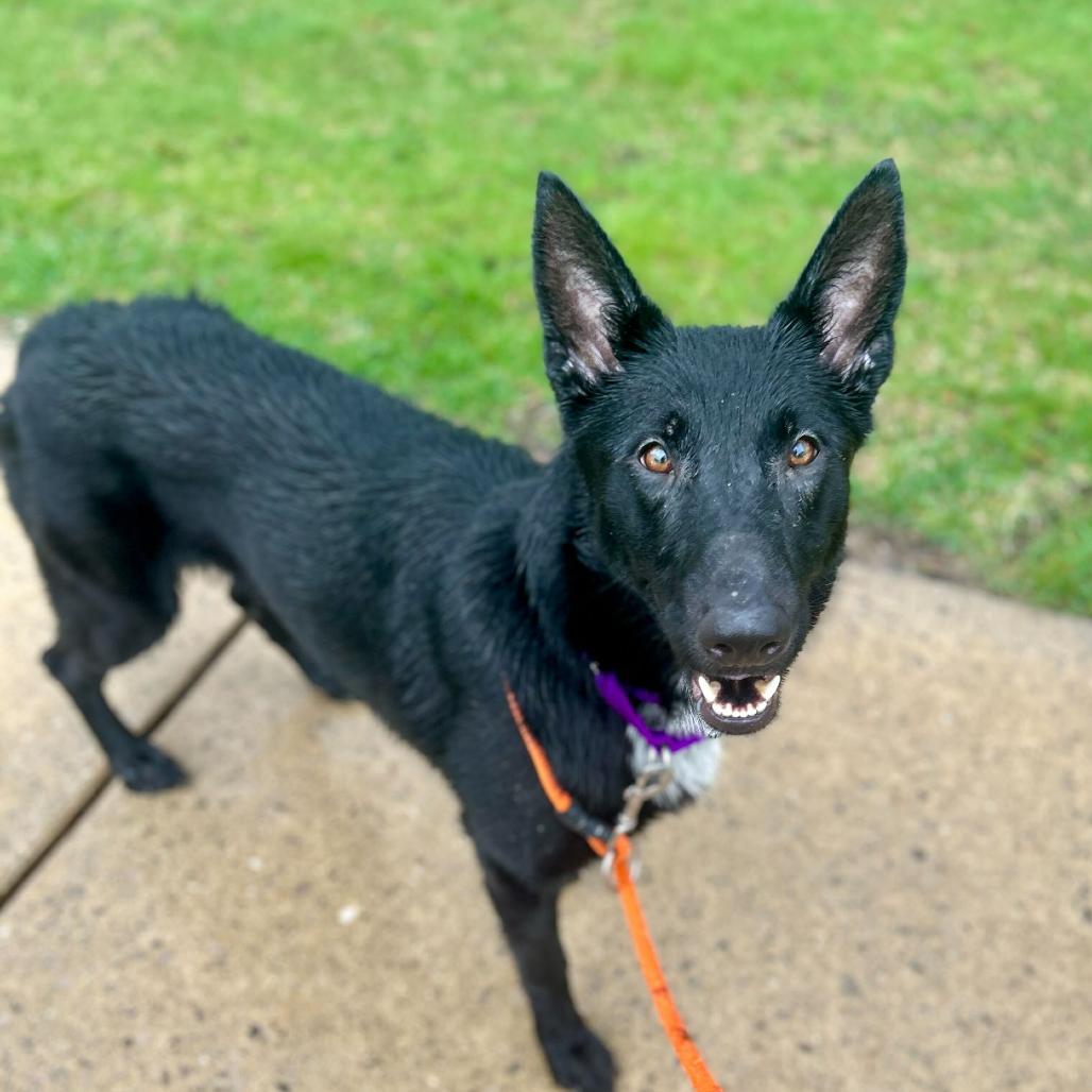 Enlarge Clementine, a Adoptable Shepherd in Grand Rapids, MI image 2/3