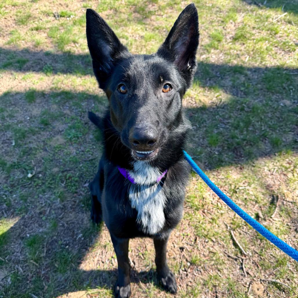 Enlarge Clementine, a Adoptable Shepherd in Grand Rapids, MI image 3/3