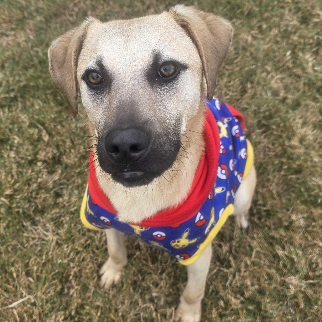 Cashew, Adoptable, Young Male Black Mouth Cur.