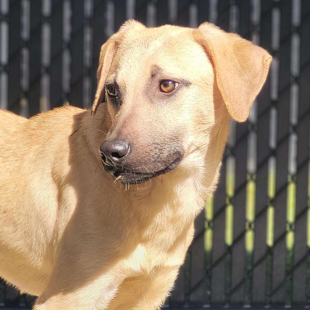 Enlarge Cashew, a Adoptable mixed breed in Beaumont, TX image 2/6
