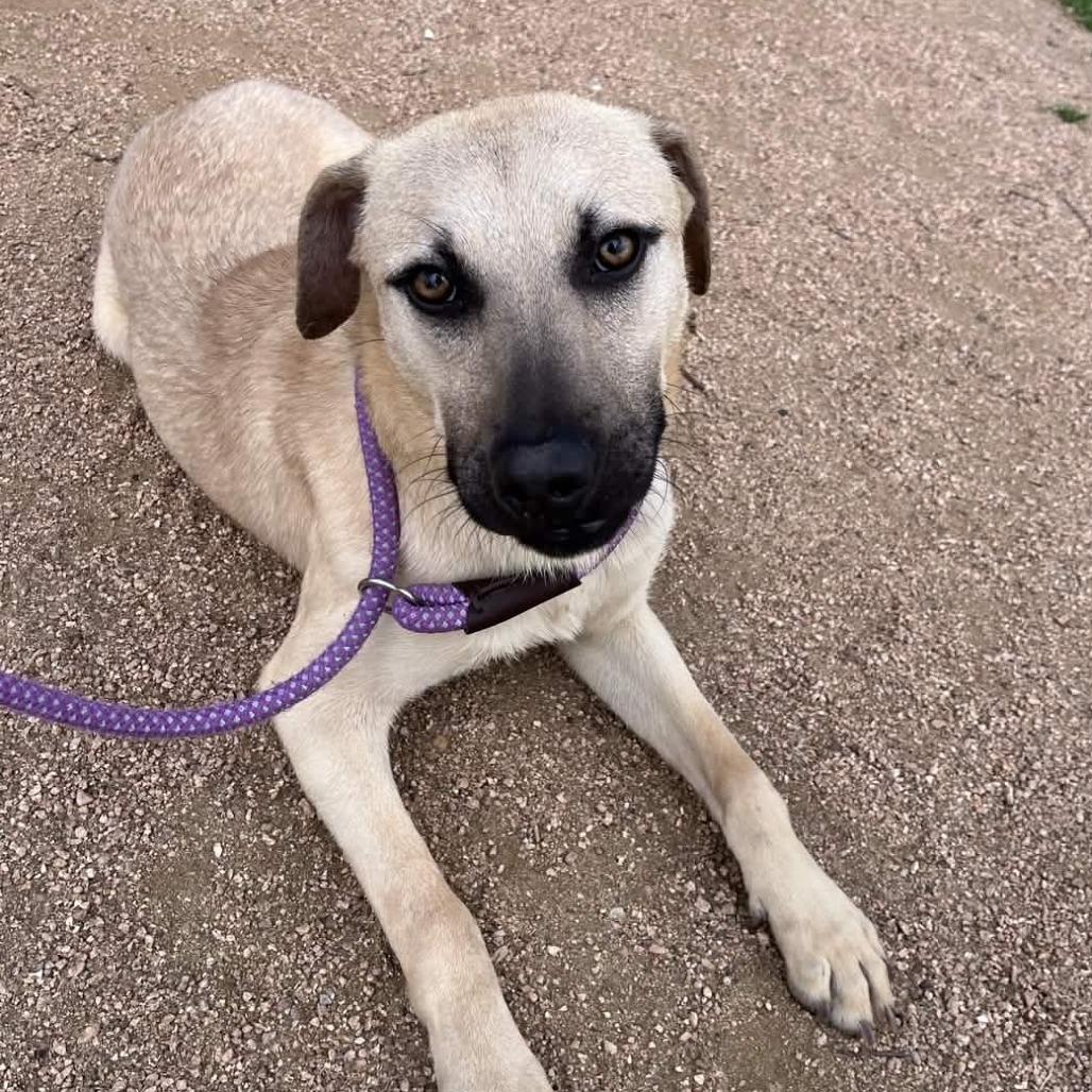 Enlarge Cashew, a Adoptable mixed breed in Beaumont, TX image 2/6