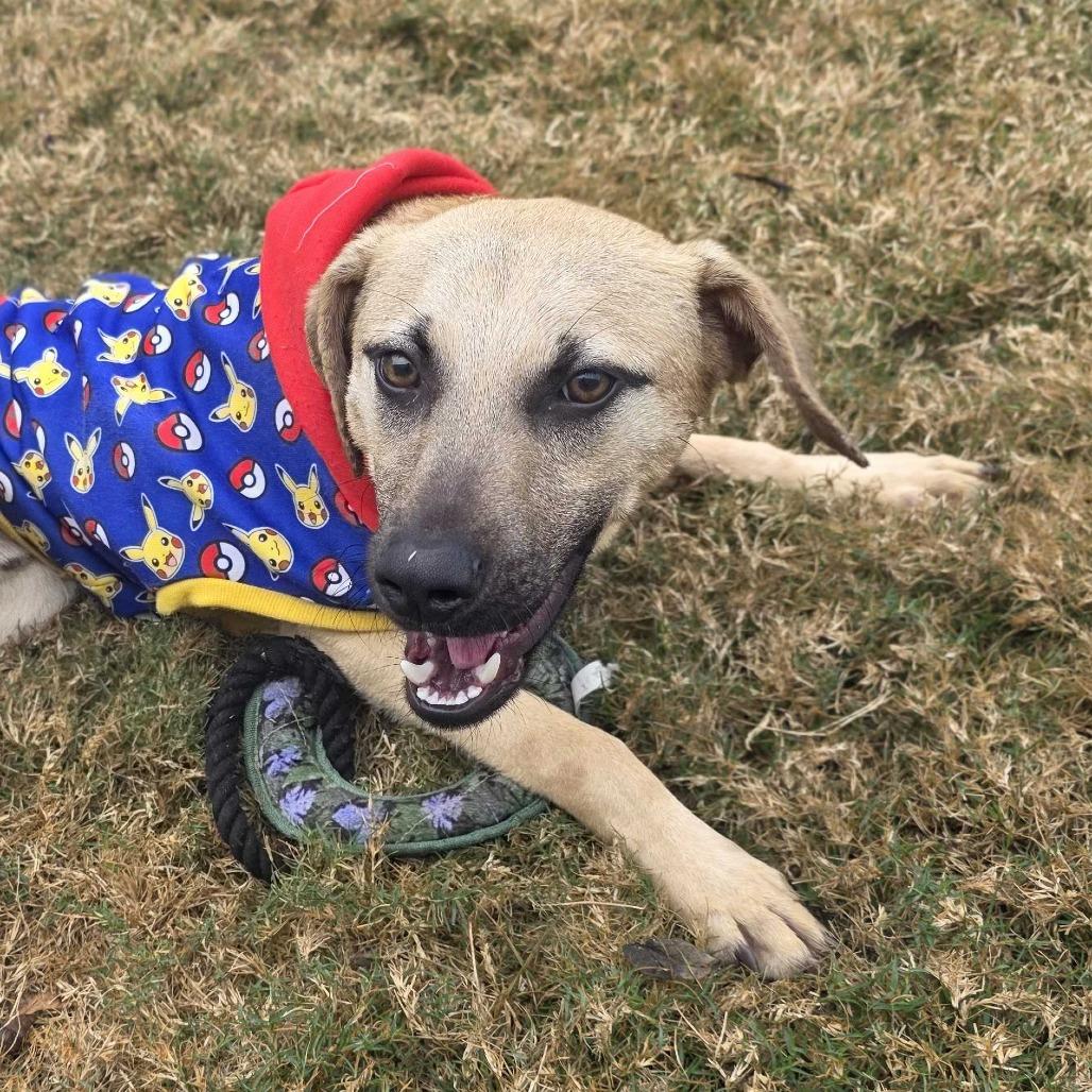 Enlarge Cashew, a Adoptable mixed breed in Beaumont, TX image 4/6