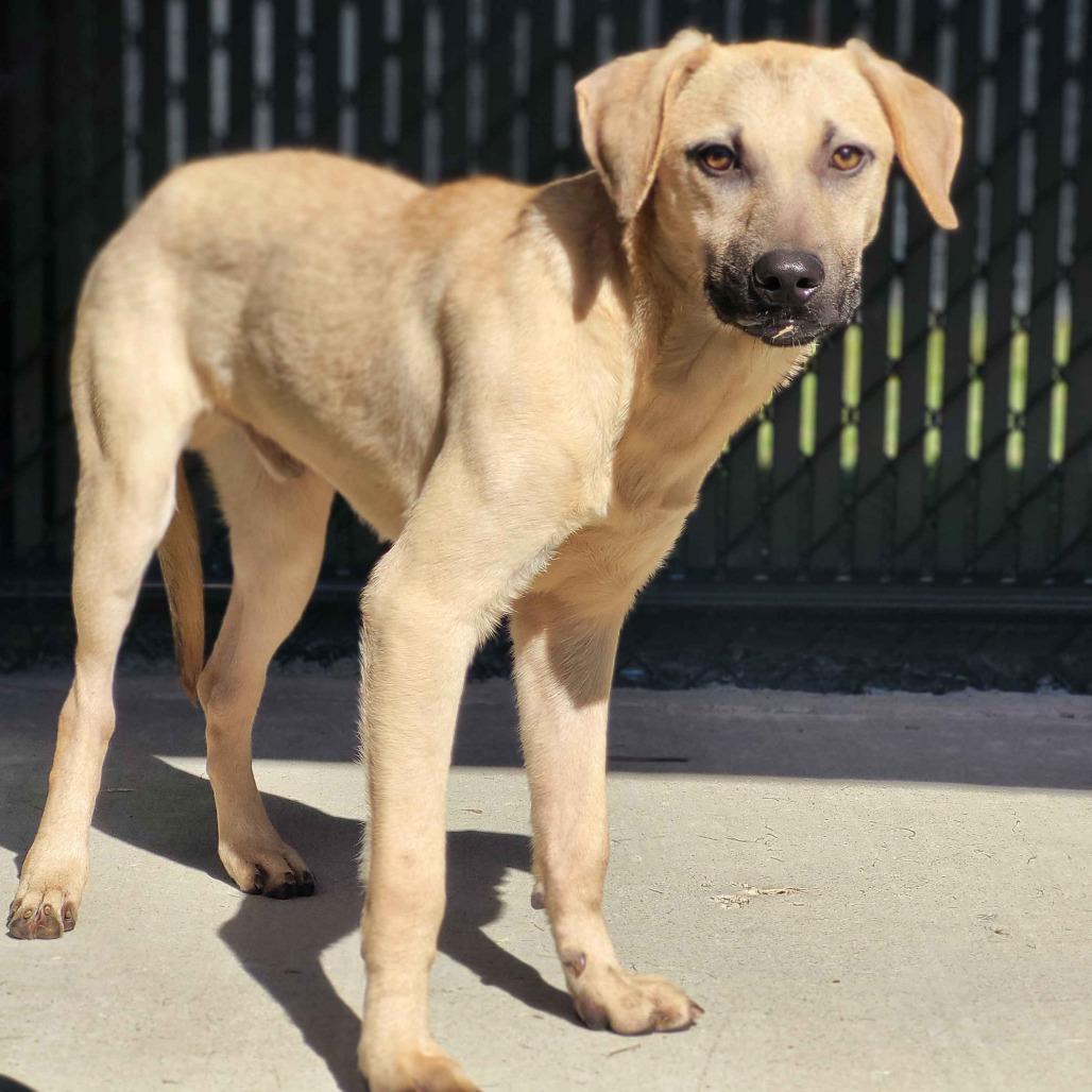 Cashew, a Adoptable mixed breed in Beaumont, TX image 1/3