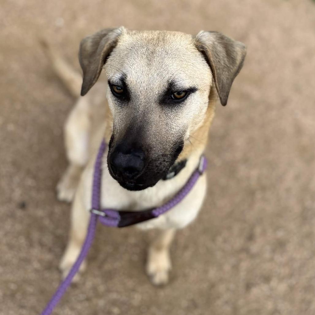 Enlarge Cashew, a Adoptable mixed breed in Beaumont, TX image 4/6