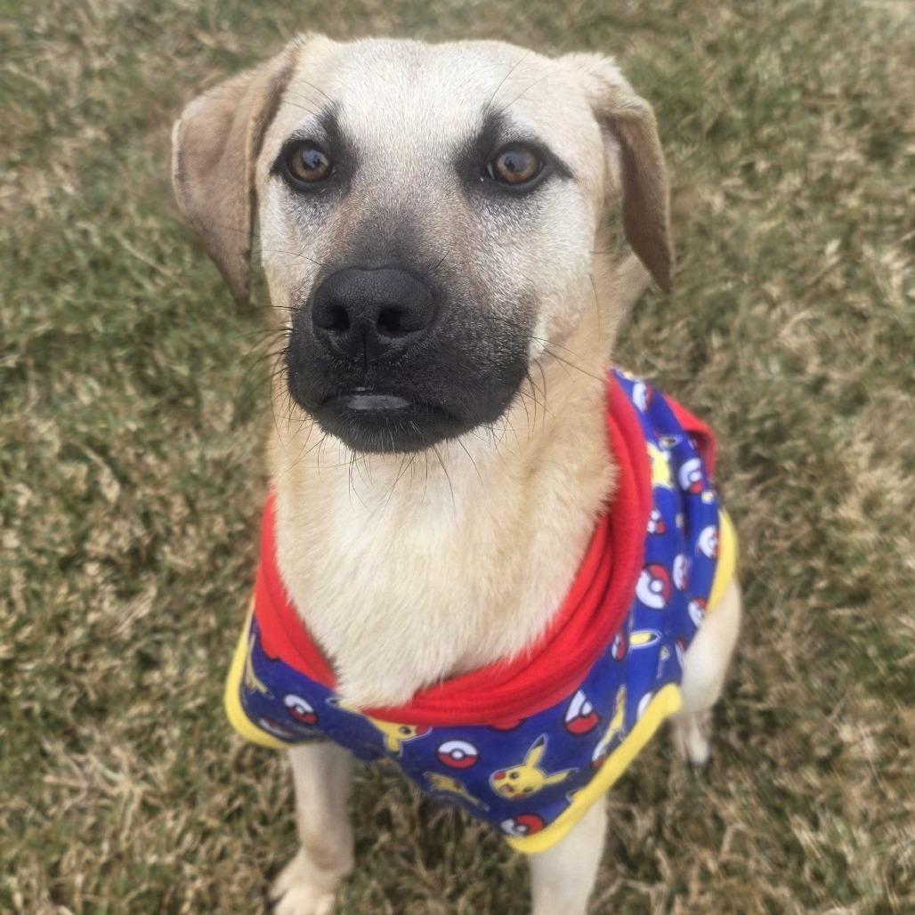 Enlarge Cashew, a Adoptable mixed breed in Beaumont, TX image 5/6