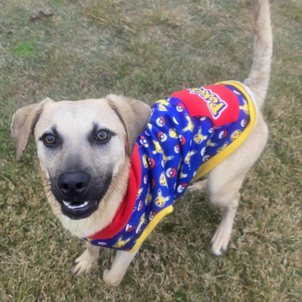 Enlarge Cashew, a Adoptable mixed breed in Beaumont, TX image 5/6