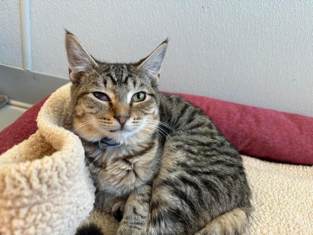 Stormy, Adoptable, Young Male Domestic Short Hair.
