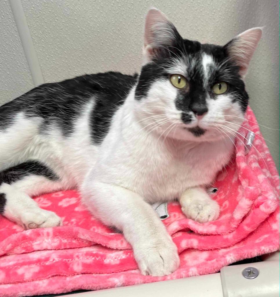 Bogey, ADOPTABLE, Young Male Domestic Short Hair.