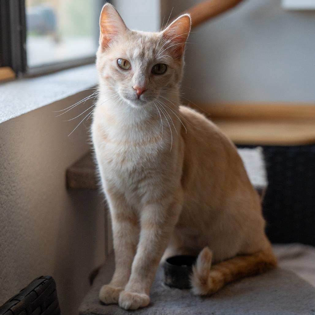 Mimosa, Adoptable, Young Female Domestic Short Hair.