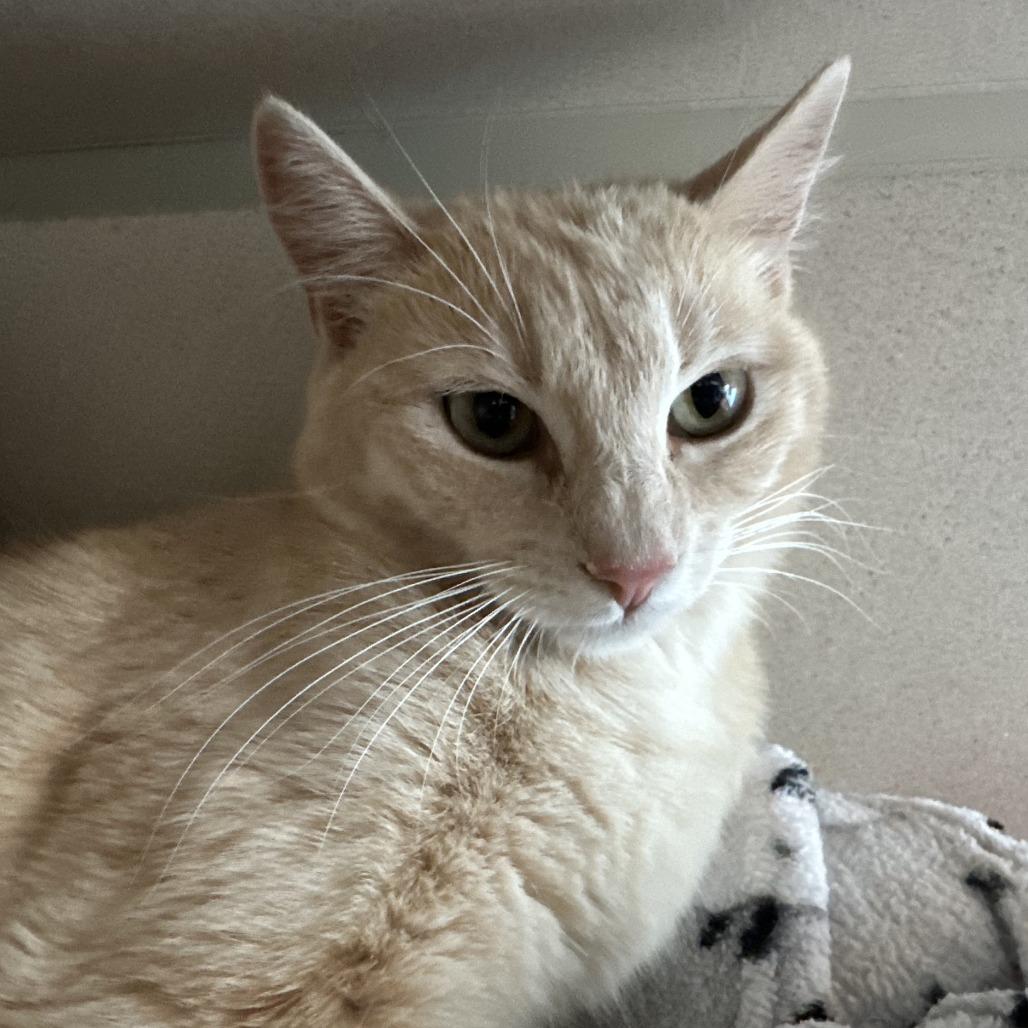 Mimosa, a Adoptable Domestic Short Hair in Durango, CO image 3/5