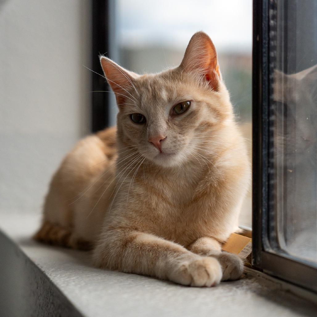Mimosa, a Adoptable Domestic Short Hair in Durango, CO image 4/5