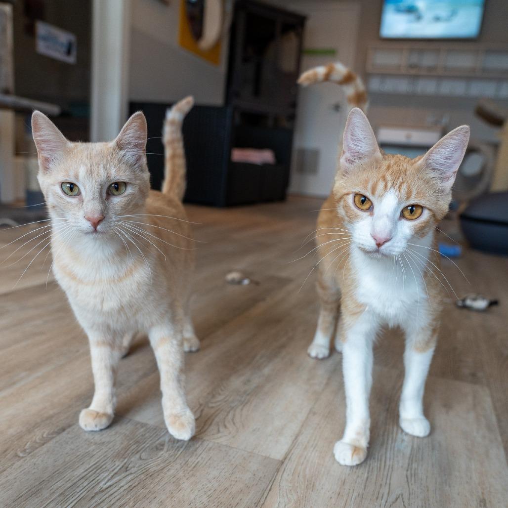 Mimosa, a Adoptable Domestic Short Hair in Durango, CO image 5/5
