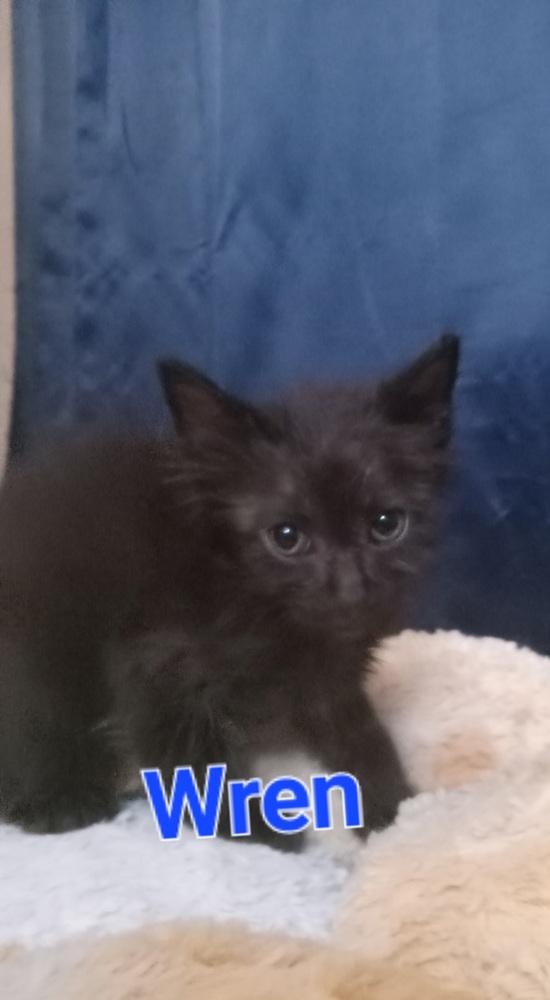 Enlarge Wren, a Adoptable Domestic Medium Hair in Yuma, AZ image 1/1