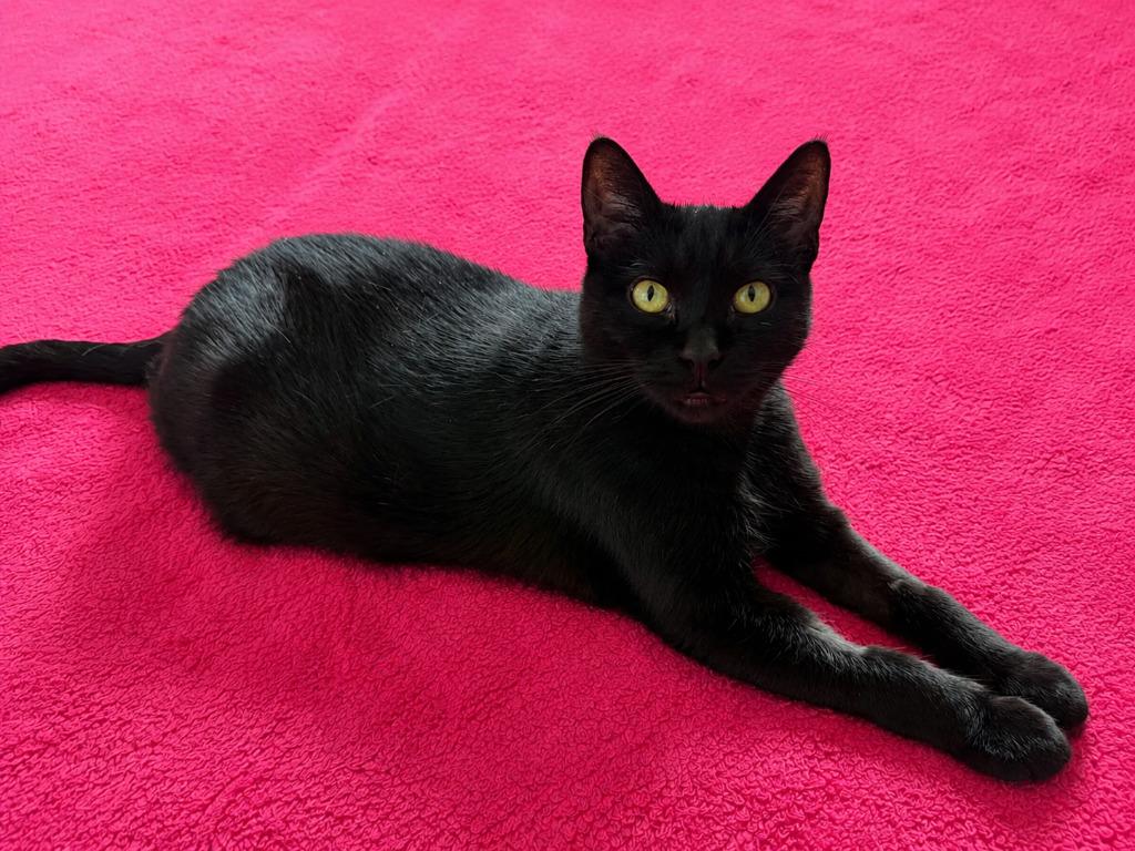 Enlarge Shadow / Pepper, a Adoptable mixed breed in Minneapolis, MN image 3/6